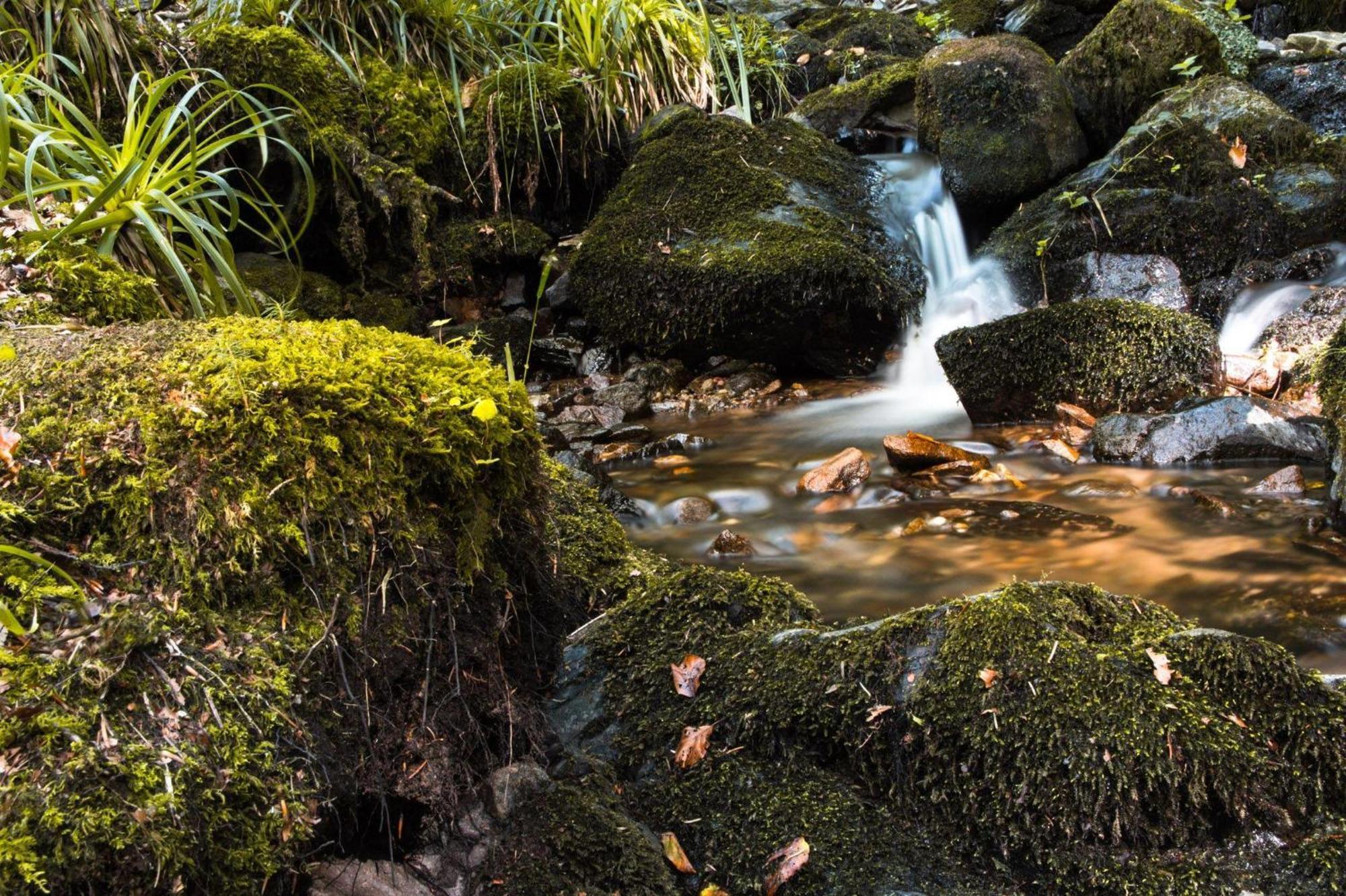 Ferienwohnung Am Kapellenberg - Am Rande Des Nationalparks Schwarzwald バート・ペーターシュタル・グリースバッハ エクステリア 写真